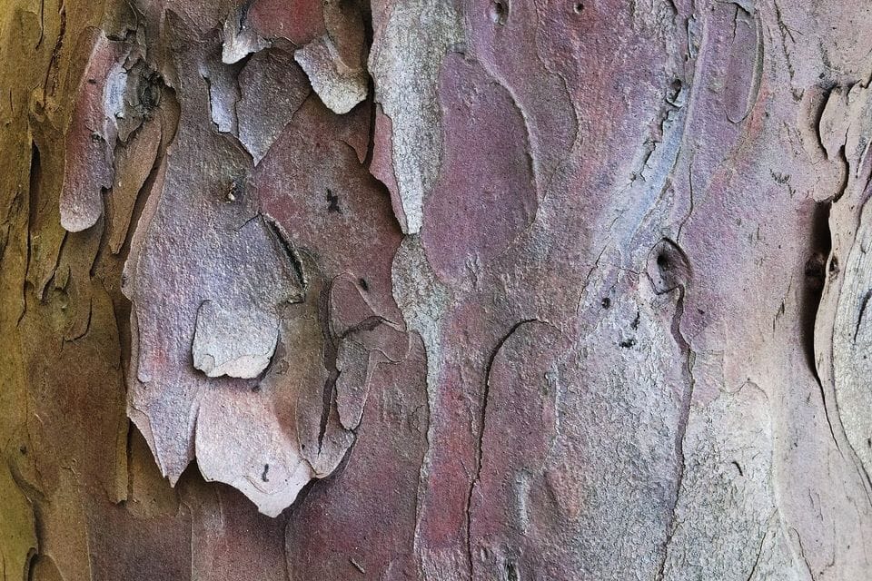Peeling reddish-grey bark on a tree trunk