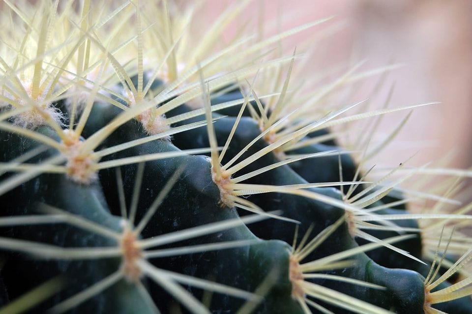 Round cactus with pale spines in close-up