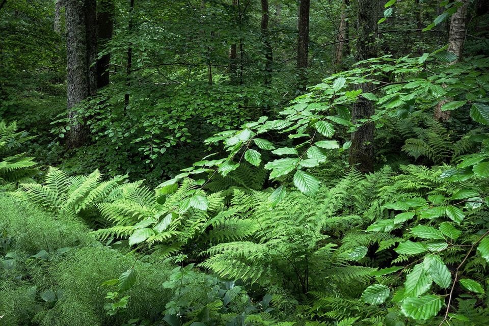 Ferns and young beech leaves on a forest floor