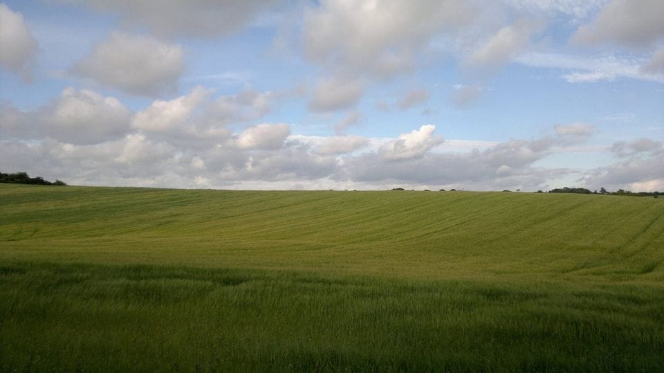 Green wheat field under a sky of scattered clouds