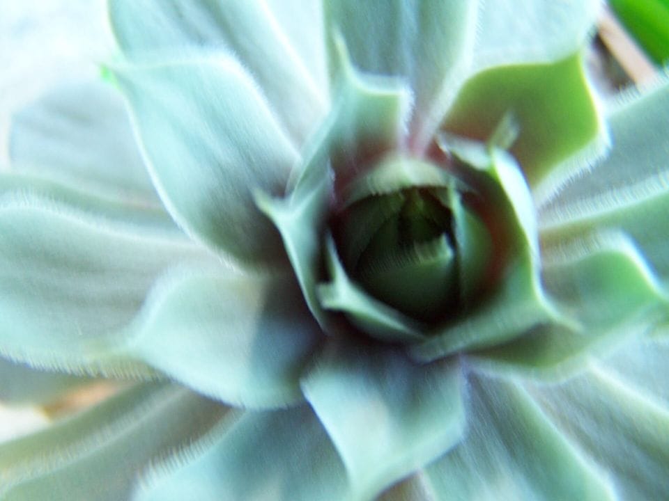 Pale green succulent rosette seen from above