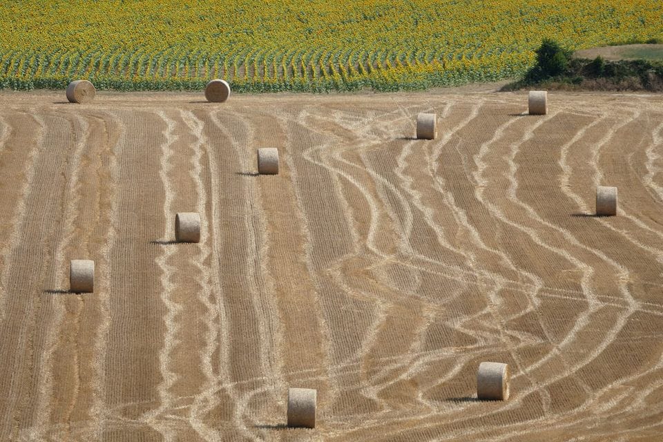 Round hay bales scattered across a harvested field with curved tracks