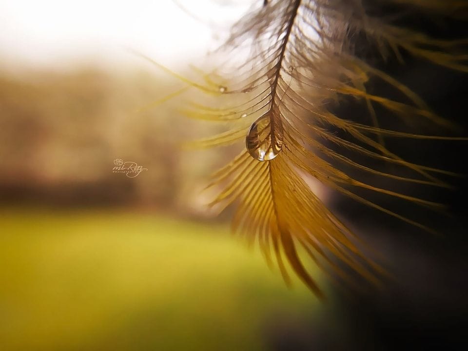 Single water drop hanging from a feather